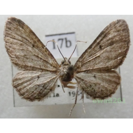 Eupithecia denotata (Hübner, 1813) Czech17b